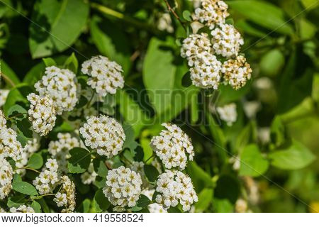 Tiny Snow-white Lilac Flowers Lobularia Maritima Alissum Maritimum, Sweet Alissum Or Sweet Alison, A