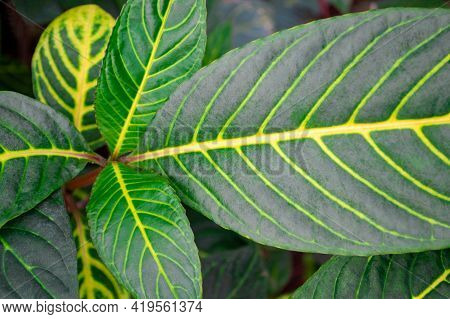Plant Sanchezia Speciosa Leonard. Top View. Close-up Of Vivid Green Leaves With Yellow Veins On Them