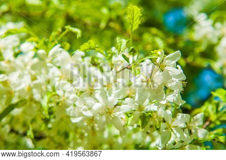 Cerry Flowers Blooming On A Spring Cherry Tree.