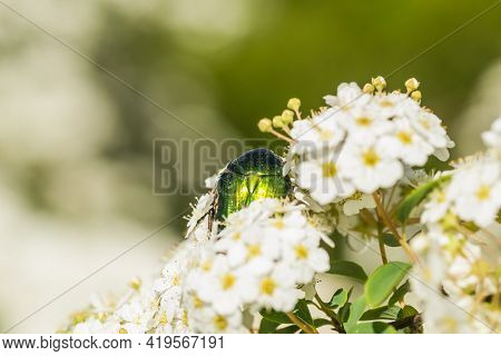 Insect Cetonia Aurata, On The Small, Snow-white Flowers Of Lobularia Maritima Alissum Maritimum.