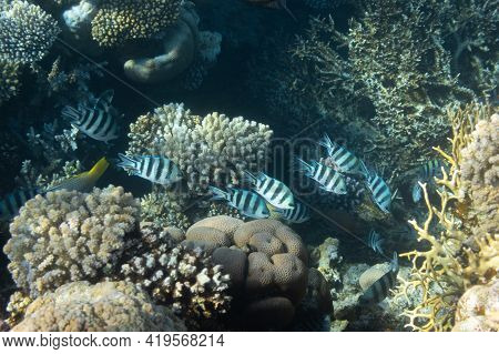 Sergeant Major Fish (pintano) In Red Sea, Egypt. Bright Striped Tropical Fish In The Ocean, Clear Bl