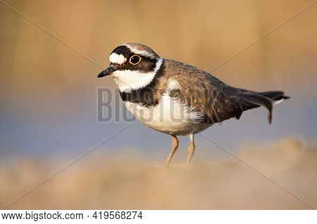 Little Ringed Plover Standing Near The Riverbank In Spring