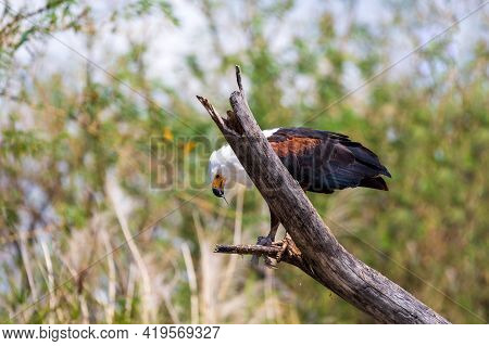 African Fish Eagle Eats Caught Fish On Tree, Haliaeetus Vocifer, Large Species Of Eagle Found Throug