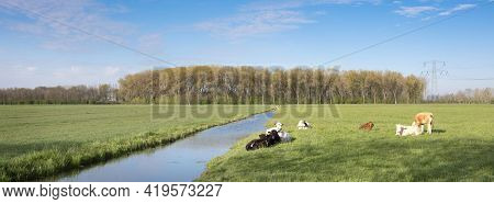 Calves In Meadow Near Canal In Landscape Of Green Heart Near Oudewater In The Netherlands Under Blue