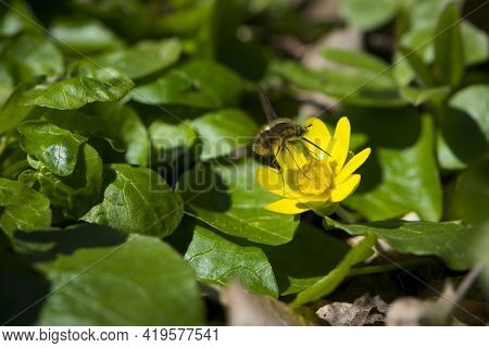 Bombylius Major Collecting Nectar From A Yellow Flower. Bombyliidae. Hummed On A Yellow Flower. Spri