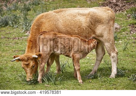 Unweaned Calf Suckling From His Mother. Bovine Cattle. Nursling