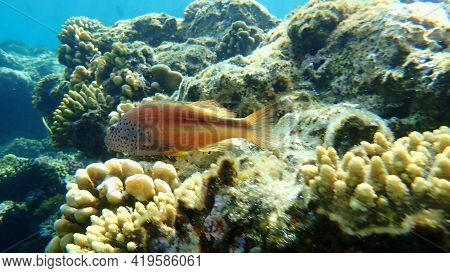 Blackside Hawkfish (paracirrhites Forsteri) Undersea, Red Sea, Egypt, Sharm El Sheikh, Nabq Bay