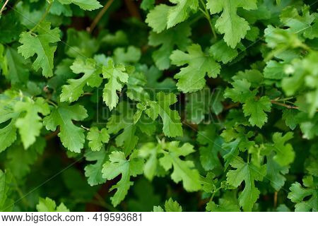 Background Of Green Fresh Five-toed Leaves Serrated Edges