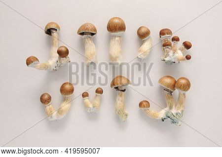 Psilocybe Cubensis Raw Mushrooms Isolated On White Background. Psilocybin Psychedelic Magic Mushroom