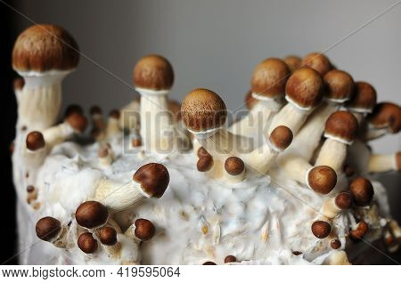 Mycelium Block Of Psychedelic Psilocybin Mushrooms Golden Teacher. Micro Growing Of Psilocybe Cubens