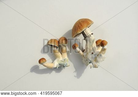 Psilocybe Cubensis Raw Mushrooms Isolated On White Background. Psilocybin Psychedelic Magic Mushroom