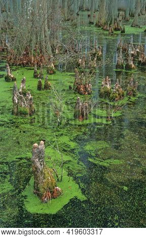 A Cypress Swamp Shows Cypress Trees And Knees In Herron Pond At Herron Pond / Little Black Slough St
