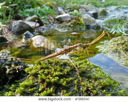 Acqua-Scorpion