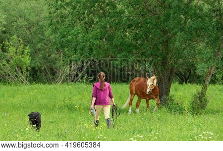 One Woman And Her Black Labrador Retriever Are Walking On The Grass At The Forest Edge, Back View. F