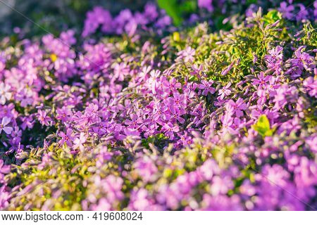 Pink Phlox Subulata. Background Of Flowers Phlox Subulata.