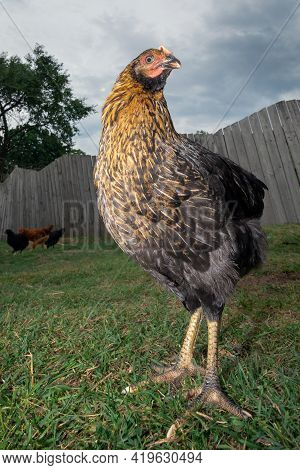 The Chick Is Standing In The Yard On The Green Grass And Posing For The Camera
