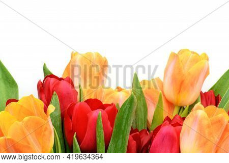 Bouquet Of Yellow And Red Tulips Isolated On White Background. Spring And Summer Backdrop. Mother\'s