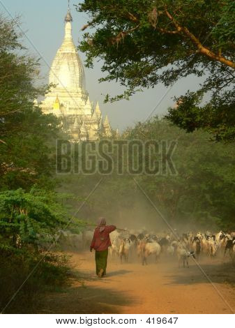 Ged Herder