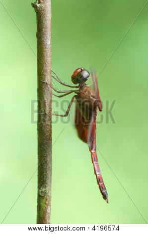 Grasshawk libellule