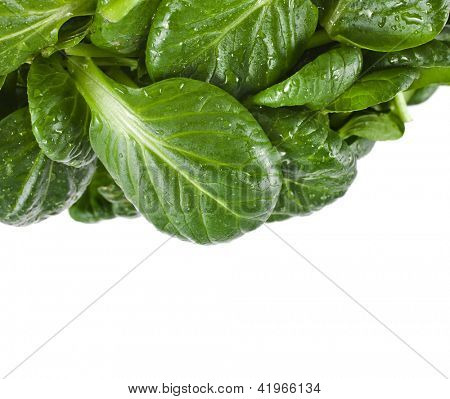 čerstvé zelené listy špenátu nebo pak choi izolovaných na bílém pozadí