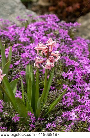 Blooming Hisacinths Among Lilac Aubrieta Deltoidea Flowers In The Summer Garden