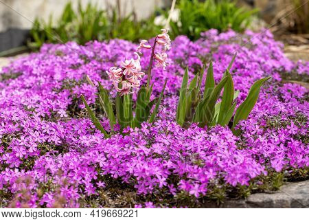 Blooming Hisacinths Among Lilac Aubrieta Deltoidea Flowers In The Summer Garden