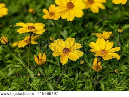 Yellow Bidens Blooming In The Summer Garden