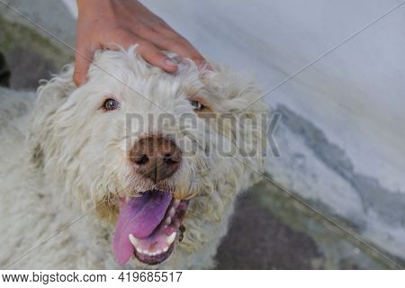 Cute Gray Dog's Muzzle Close-up With Tongue Out Of The Mouth. Hands Cuddling Dog. Lagotto Romagnolo 