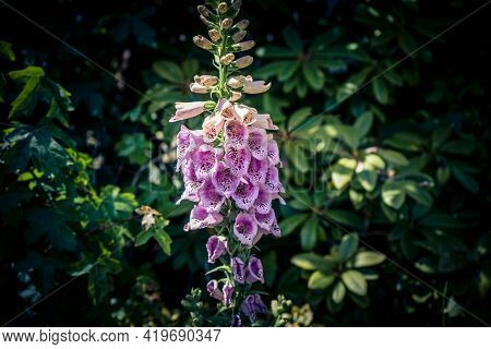 The Beautiful But Toxic Pink Digitalis Plant
