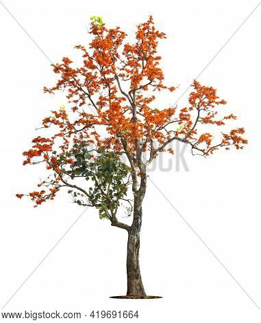 Flame Tree Or Royal Poinciana Or Flame-boyant On Isolated, An Evergreen Leaves Plant Di Cut On White