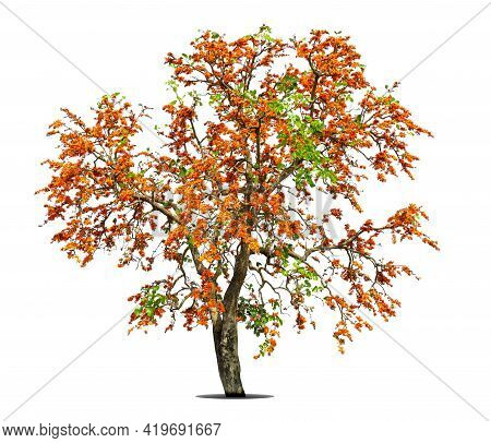 Flame Tree Or Royal Poinciana Or Flame-boyant On Isolated, An Evergreen Leaves Plant Di Cut On White