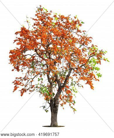 Flame Tree Or Royal Poinciana Or Flame-boyant On Isolated, An Evergreen Leaves Plant Di Cut On White