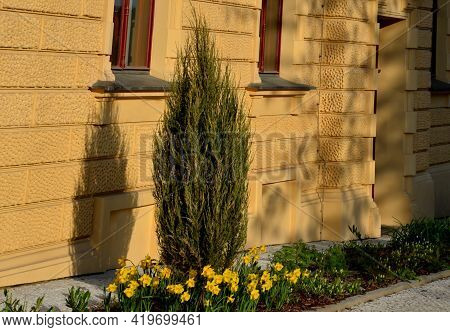 Columnar Juniper Tree Or Shrub Of Higher But Narrow Stature. Grows Near A Historic Building On A Sma