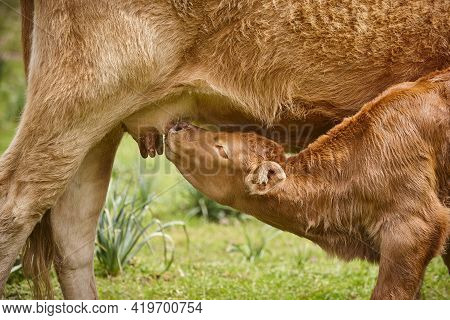 Unweaned Calf Suckling From His Mother. Bovine Cattle. Nursling