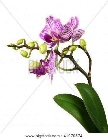 schÃ¶ne Rosa gestreifte Orchidee