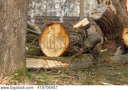 Branches, Twigs, Trunks, Stump From A Large Felled Tree In The Town.
