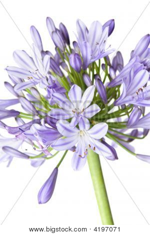 Agapanthus - African giglio