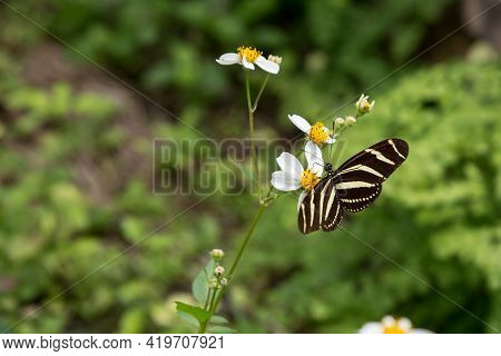 Zebra Longwing Heliconius Charitonius Butterfly Sitting On A Flower At Ek Balam Mayan Ruins, Yucatan
