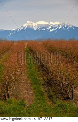 Blueberry Field And Mount Cheam Fraser Valley. A Blueberry Field In The Fraser Valley With Mount Che