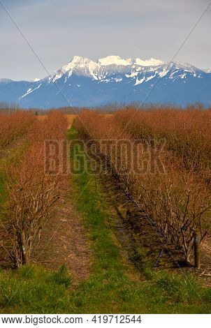 Blueberry Field And Mount Cheam Fraser Valley. A Blueberry Field In The Fraser Valley With Mount Che