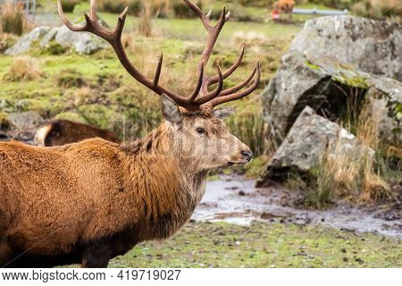 A Red Deer Stag With Antlers, Standing In A Field At The Galloway Forest Red Deer Range, Scotland