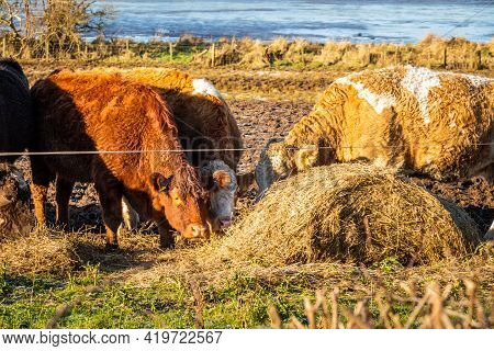 Cattle Feeding On Hay Beside A Fence In A Heavily Grazed Field In Scotland