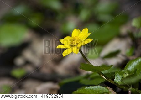 Spring Blooms Of Yellow Flowers Primroses. Ficaria Verna. Small Yellow Meadow Flower With Green Leav
