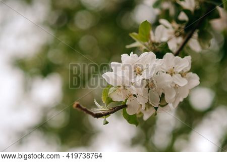 Beautiful Apple Blossoms On A Green Background