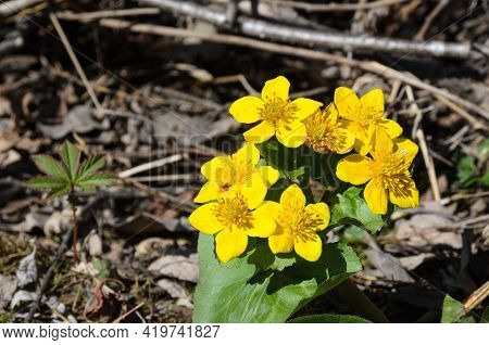 Caltha. Yellow Spring Flowers On The Background Of Last Year's Fallen Leaves. Selective Focus.