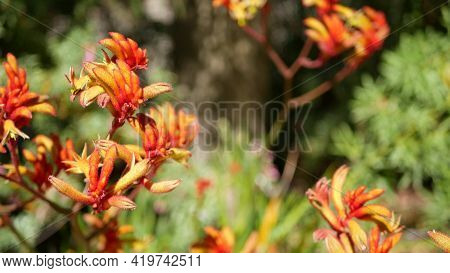 Red Cats Or Kangaroo Paw Flower, California, Usa. Anigozanthos Bicolor Floral Blossom. Exotic Tropic