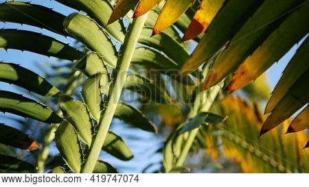 Cycad Fern Leaves In Forest, California Usa. Green Fresh Juicy Natural Botanical Leafage. Encephalar
