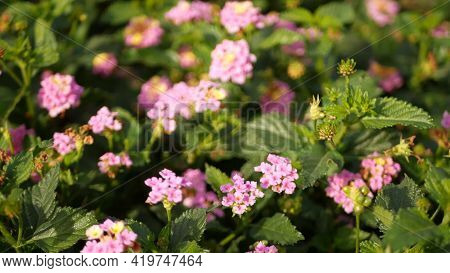 Lantara Camara Yellow Pink Flower In Garden California Usa. Umbelanterna Springtime Pure Colorful Bl