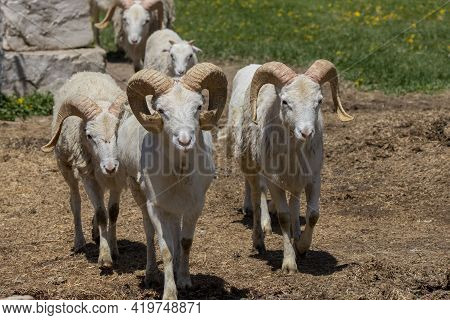 The Dall Sheep (ovis Dalli), Thinhorn Sheep Or Dall's Sheep, Is A Wild Sheep Native To Northwestern 