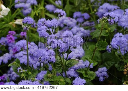 Flower Of The Blue Billygoat-weed, Bluemink, Flossflower Or Blue Danube - Ageratum Houstonianum - In
